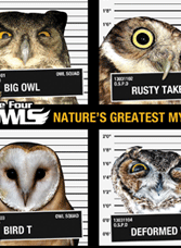 The Four Owls